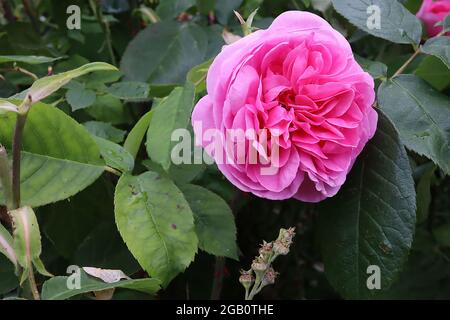 Rosa ‘Gertrude Jekyll’ (shrub rose) rose Gertrude Jekyll – fully double medium pink flowers, June, England, UK Stock Photo