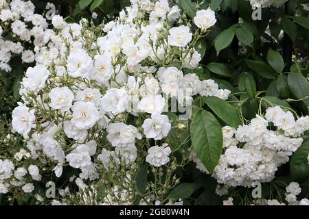 Rosa ‘Rambling Rector’ (rambling rose) rose Rambling Rector – multi-stemmed clusters of small semi-double white flowers,  June, England, UK Stock Photo