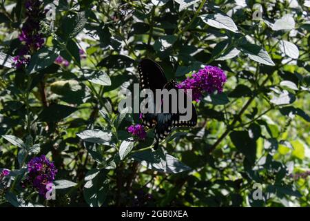 Spicebush Swallowtail Butterfly resting on a bush Stock Photo