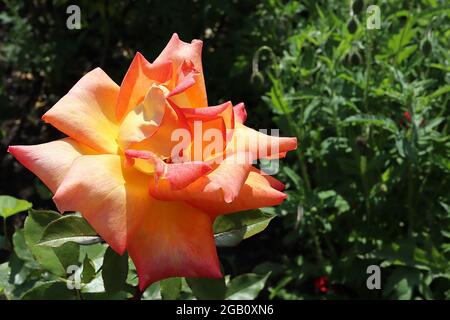 Rosa ‘Remember Me’ (bush rose) rose Remember Me – double deep pink orange flowers with yellow centre,  June, England, UK Stock Photo