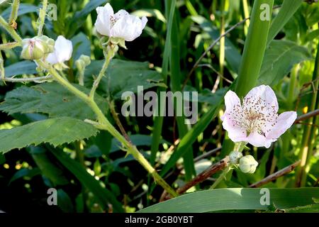 Rubus armeniacus Himalayan blackberry – very pale pink flowers and ovate dark green leaves on very tall stems,  June, England, UK