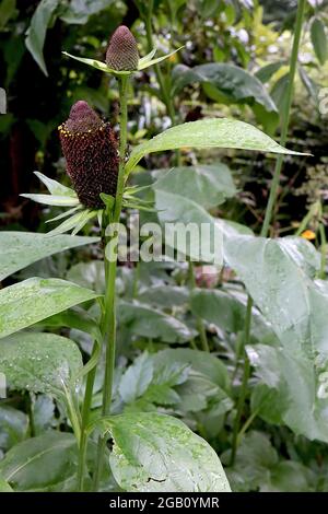 Rudbeckia occidentalis ‘Green Wizard’ western coneflower Green Wizard – apetalous flowers with green bracts and prominent cones,  June, England, UK Stock Photo