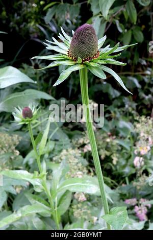 Rudbeckia occidentalis ‘Green Wizard’ western coneflower Green Wizard – apetalous flowers with green bracts and prominent cones,  June, England, UK Stock Photo