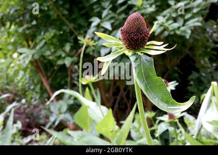 Rudbeckia occidentalis ‘Green Wizard’ western coneflower Green Wizard – apetalous flowers with green bracts and prominent cones,  June, England, UK Stock Photo