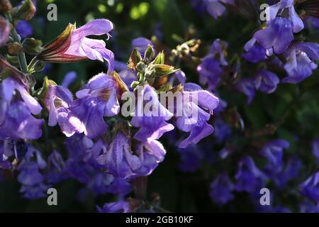 Salvia officinalis common sage – mass of tubular violet flowers and plum green calyces,  June, England, UK Stock Photo