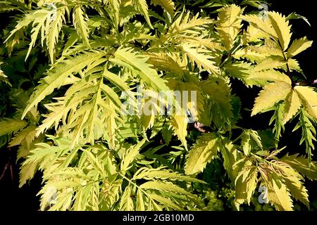 Sambucus racemosa ‘Sutherland Gold’ European red elder – green gold deeply dissected leaves, June, England, UK Stock Photo
