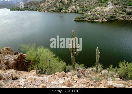 Cactus at Canyon Lake in the desert in Arizona Stock Photo