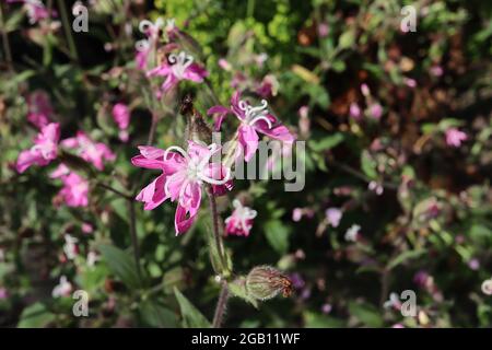 Silene x hampeana pink campion – deep pink flowers with deeply notched petals and curved white stamens,  June, England, UK Stock Photo
