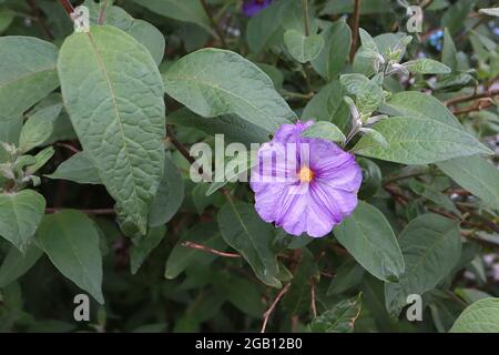 Solanum laciniatum kangaroo apple – light purple flowers with star-shaped purple veins and yellow centre,  June, England, UK Stock Photo