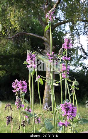 Stachys officinalis / Betonica officinalis purple betony – terminal racemes of violet pink flowers on tall stems,  June, England, UK Stock Photo
