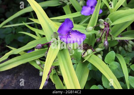 Tradescantia andersoniana ‘Zwanenburg Blue’ Spider lily Zwanenburg Blue – crinkly purple flowers with fluffy purple stamens, June, England, UK Stock Photo