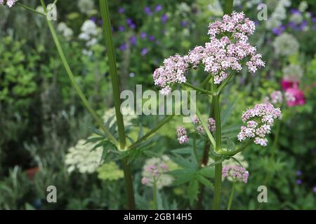 Valeriana officinalis common valerian – domed clusters of tiny white flowers on thick ridged stems,  June, England, UK Stock Photo