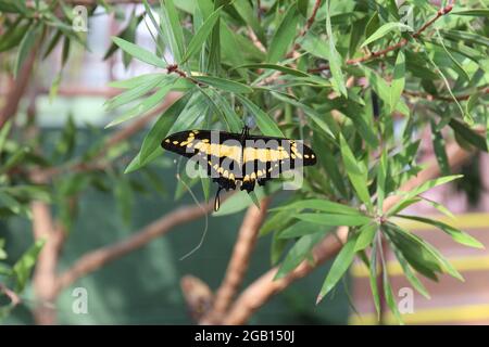 A black and yellow Giant Swallowtail on a Bottlebrush shrub with a blurred background Stock Photo