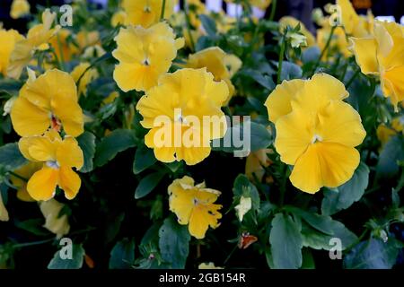 Viola cornuta ‘Penny Clear Yellow’ Pansy Clear Yellow – golden yellow flowers with central white tufts,  June, England, UK Stock Photo