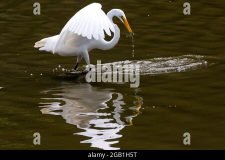 A Great Egret shortly after capturing a fish in a pond in Southwestern Ontario, Canada. Stock Photo