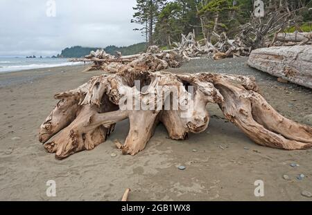 Weathered Logs on an Ocean Coast on Rialto Beach in Olympic National Park in Washington Stock Photo