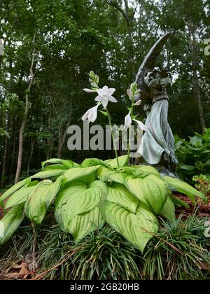 Hosta Guacamole flowering plan in a home garden in Pike Road Alabama, USA. Stock Photo
