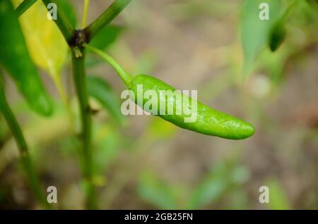 closeup the ripe green chilly with plant and leaves over out of focus green brown background. Stock Photo