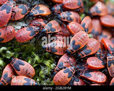 Bad Belzig, Germany. 27th July, 2021. A colony of common fire bugs sits under a linden tree in the shade. The red animals and harmless, live mostly on the ground and are persecuted as nuisances because of their mass occurrence. Credit: Soeren Stache/dpa-Zentralbild/ZB/dpa/Alamy Live News Stock Photo