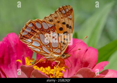 close up of high brown fritillary butterfly sitting on red zinnia flower Stock Photo