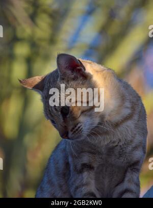 portrait of cat domestic animal. kitten face close up natural background kitty Stock Photo