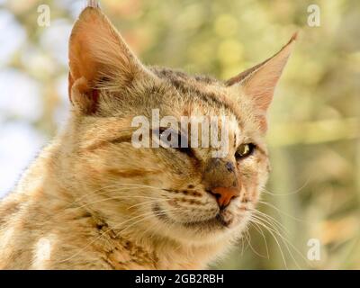 Big Young Cat Looking, Kitten Pet Close up Domestic Animal Portrait Cute Stock Photo