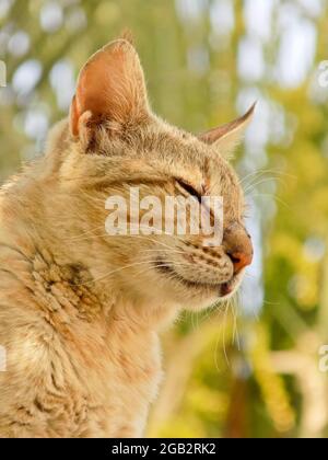 cute kitten close up, cat pet animal portrait domestic, green grass background Stock Photo