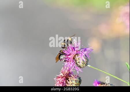 bumblebees on purple thistle in macro photo Stock Photo