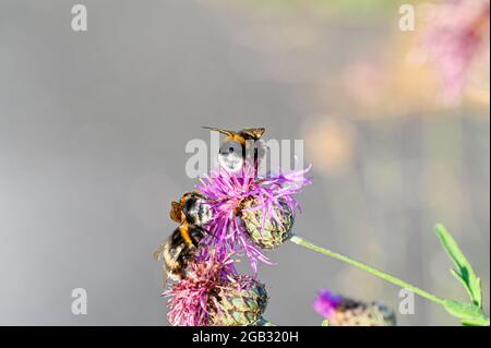 bumblebees on purple thistle in macro photo Stock Photo