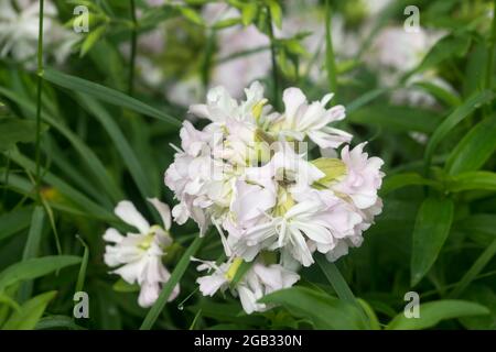 Saponaria officinalis, common soapwort white flowers closeup selctive focus Stock Photo