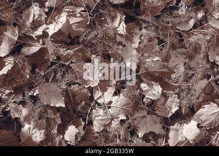 desaturated brown fall maple leaves background Stock Photo