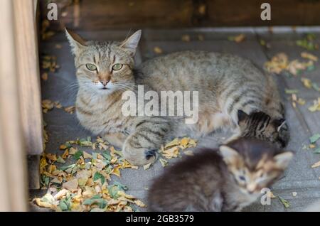 A homeless cat with two kittens on the street. A cat with beautiful eyes lies under a wooden canopy among fallen acacia leaves. Pets. Selective Focus. Stock Photo