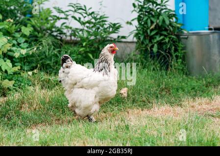 Mother hen with chicks walks in the green yard in the village. Soft selective focus. Stock Photo