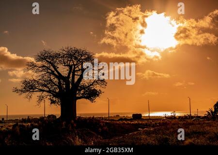 Sun setting over the ocean behind baobab tree. Stock Photo
