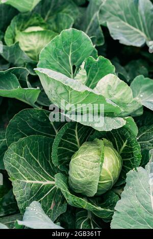 A swing of fresh organic cabbage in the vegetable garden. Agriculture. Soft selective focus. Stock Photo