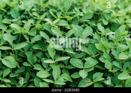 Robust soybean leaves on the field. Green background agriculture. Soft selective focus. Stock Photo