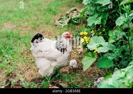 Mother hen with chicks walks in the green yard in the village. Soft selective focus. Stock Photo