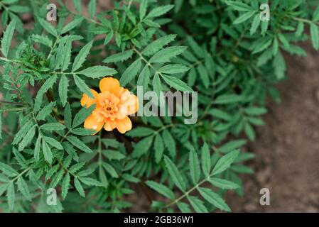 Lonely orange marigold aka tagetes erecta flower in the garden in dry soil. Soft selective focus. Stock Photo