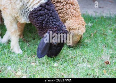 Close up of the face of a lamb eating grass background Stock Photo