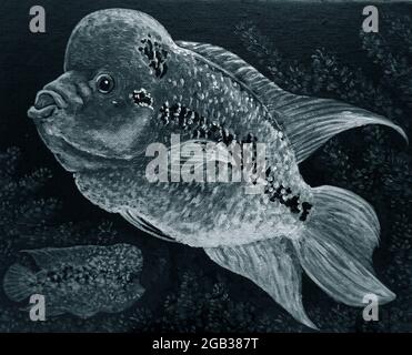 Oil painting of Cichlids fish  pictures Auspiciousness in dark blue , black and white , monochrome Stock Photo