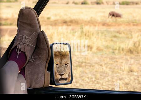 Man relaxes and watches an elephant in the long grass of the Masai Mara, Kenya. He is unaware of the male lion, which can be seen in the vehicle mirro Stock Photo