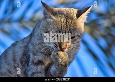 cat close up portrait. kitten tabby face looking pet portrait Stock Photo