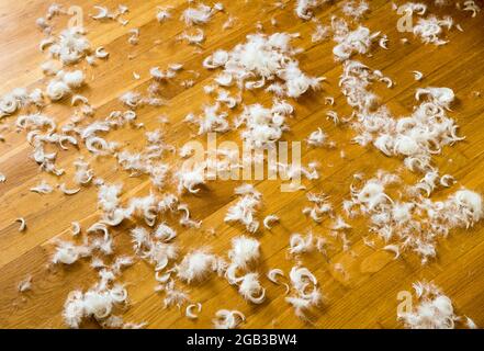 Goose down. If the down blanket bursts, comforter, then the feathers are lying around everywhere Stock Photo