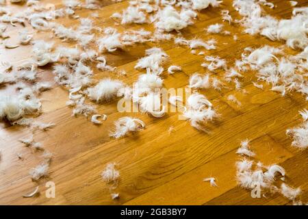 Goose down. If the down blanket bursts, comforter, then the feathers are lying around everywhere Stock Photo