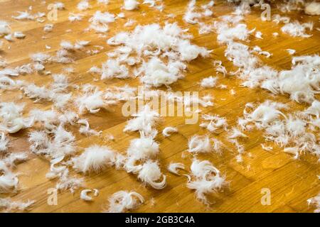 Goose down. If the down blanket bursts, comforter, then the feathers are lying around everywhere Stock Photo