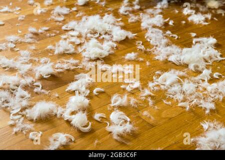 Goose down. If the down blanket bursts, comforter, then the feathers are lying around everywhere Stock Photo