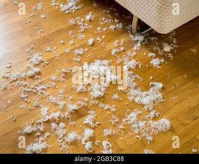 Goose down. If the down blanket bursts, comforter, then the feathers are lying around everywhere Stock Photo