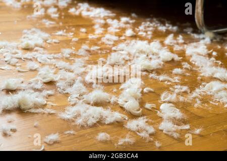 Goose down. If the down blanket bursts, comforter, then the feathers are lying around everywhere Stock Photo