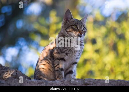 cat with colorful back in park Stock Photo