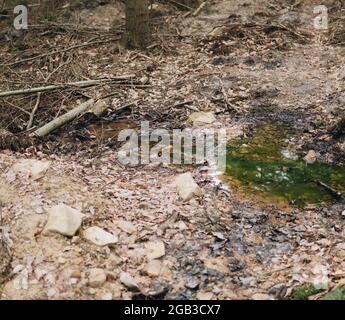 small lake inside of a forest with leaves laying on the ground Stock Photo